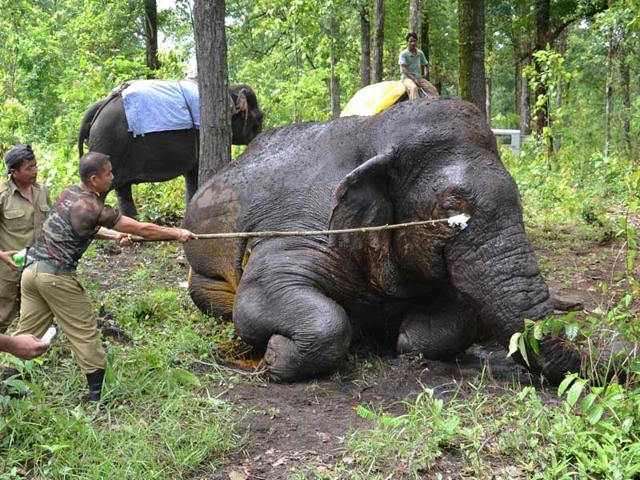 Siliguri, West Bengal - July 1, 2014 Indian members of the forest elephant squad treat an injured male wild elephant in the Taipu forest under Kurseong division, some 25 kms from Siliguri. (AFP PHOTO/Diptendu Dutta) Siliguri, West Bengal - July 1, 2014 Indian members of the forest elephant squad treat an injured male wild elephant in the Taipu forest under Kurseong division, some 25 kms from Siliguri. (AFP PHOTO/Diptendu Dutta)