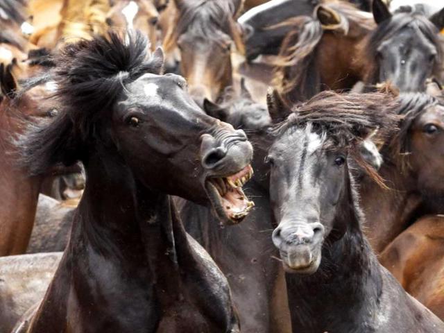 Two horses fight during the "Rapa Das Bestas" traditional event in the Spanish northwestern village of Sabucedo. (Reuters photo)