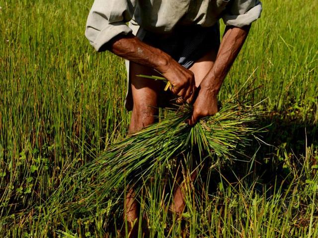 Rice workers A group of people at work with a supervisor on a rice field  in Tha  Ad work supervisor   Scenery Anime scenery wallpaper  Photo art gallery