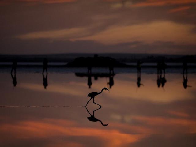 Spain, Fuente de Piedra: The picture taken on July 19, 2014 shows a flamingo chick on the Fuente de Piedra lake, 70 kilometres from Malaga, during an operation to monitor the evolution of the species. (AFP/Jorge Guerrero)