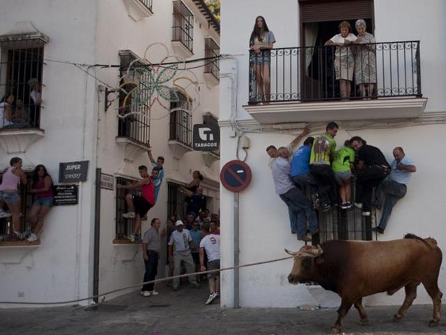 Spain, Grazalema: People climb onto window ledges to try to avoid a bull during the bull rope festival through the streets of Grazalema on July 21, 2014. (AFP/Jorge Guerrero)