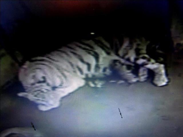 Sneha-with-her-cubs-Pictures-from-CCTV-provided-by-Nandankanan-authorities