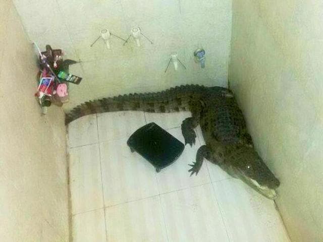 Croc house 2025