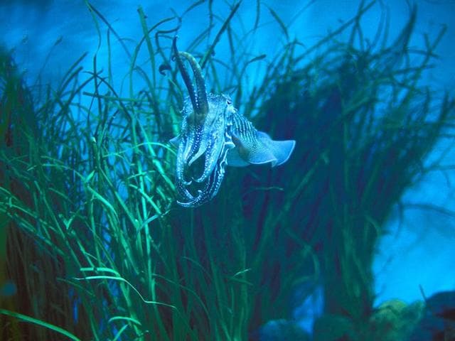 2. Oceanario de Lisboa, Lisbon, Portugal