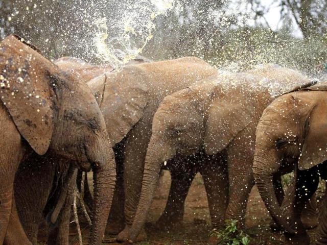 Orphaned elephants are sprinkled with coconut oil to keep warm at the David Sheldrick Elephant Orphanage within the Nairobi National Park, near Nairobi. (Reuters Photo)