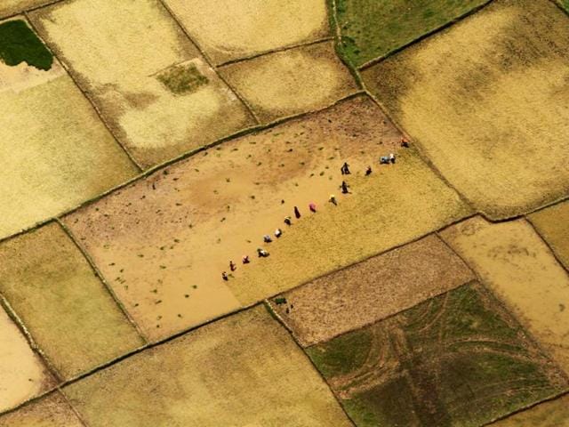 This aerial view shows Indian farmers replanting paddy saplings at a rice field after monsoon rains on the outskirts of Bhubaneswar. (AP Photo)