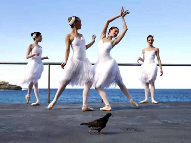 A pigeon walks among dancers from the Australian Ballet pictured during a photocall at the Bondi Icebergs oceanside pool in Sydney. (Reuters/Jason Reed)