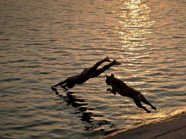 Aisha the dog follows her owner as he jumps into a lake at sunset in Bucharest, Romania.(AP photo)