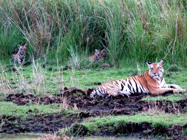 MP: Letter cites health risk, urges govt to restart carcass plant - Hindustan Times MP: Letter cites health risk, urges govt to restart carcass plant - Hindustan Times
