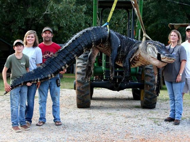 A monster alligator weighing 1011.5 pounds and measuring 15-feet long is pictured in Thomaston, Ala. The alligator was caught in the Alabama River near Camden. (AP Photo) A monster alligator weighing 1011.5 pounds and measuring 15-feet long is pictured in Thomaston, Ala. The alligator was caught in the Alabama River near Camden. (AP Photo)