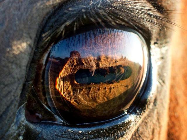 The eye of a horse as seen in the light of the rising sun in Sehnde near Hanover, central Germany. (AFP Photo)