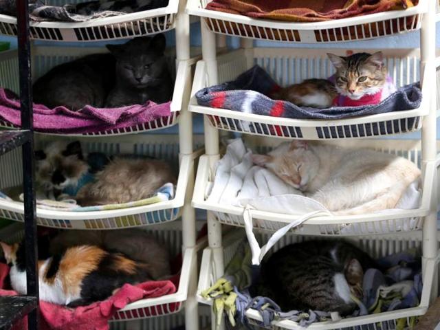 A group of sick cats rest in Maria Torero's hospice for felines suffering from Leukemia, at her home in Lima. (AP Photo)