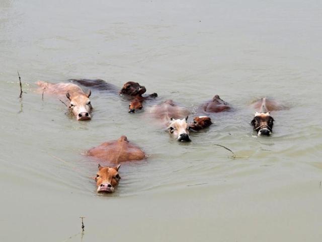 Cows wade through the flood waters at Mayong village in Assam. (Reuters Photo)