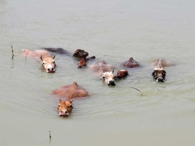Cows wade through the flood waters at Mayong village in Assam after floods hit the state. (Reuters Photo)