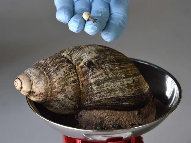 Zookeeper Dave Clarke poses for a photograph with one of the world's smallest and rarest snails, a Partula Snail, while weighing one of the largest in the world, an African Land Snail, at London Zoo (Reuters Photo)