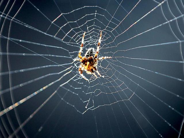 A European garden spider sits in its net. (AFP Photo)
