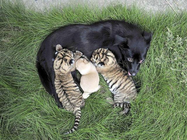 A female dog feeds two-day-old tiger cubs and her puppy at a zoo in Hefei, Anhui province. (Reuters Photo)