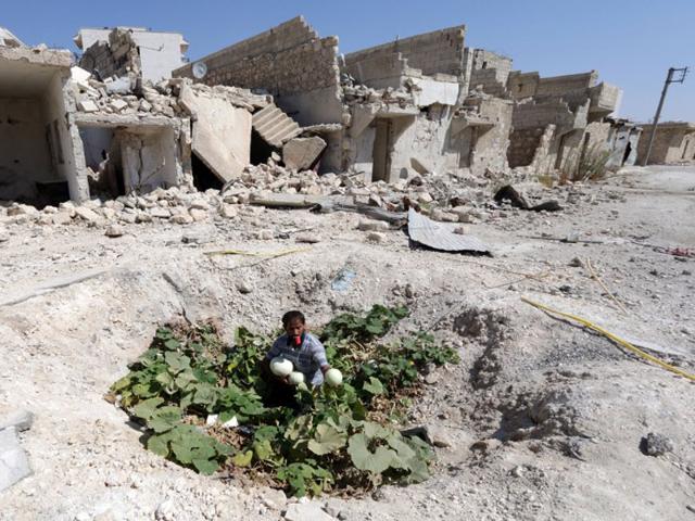 Syria, Aleppo: September 3, 2014 A Syrian man collects vegetables from a vegetable patch locals grew at the site where a barrel bomb hit a sewage pipe in the Baedeen neighbourhood of the northern Syrian city of Aleppo. (AFP/Zein Al-Rifai)