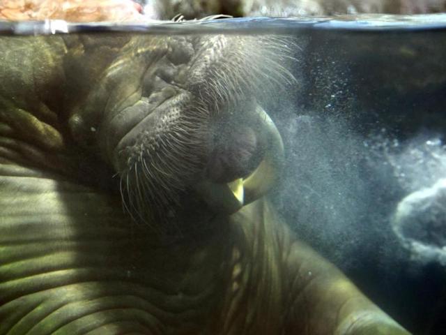 "Seita," a male-walrus blows a bubble ring during his performance show at the Yokohama Hakkeijima Sea Paradise aquarium in Yokohama. (AFP Photo)