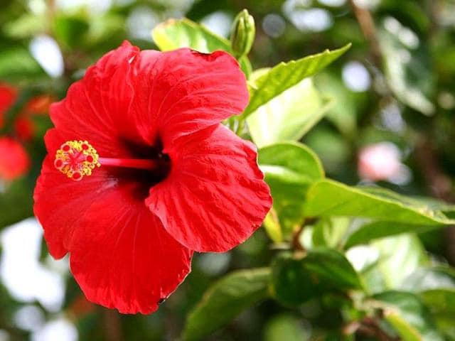 Scientists-have-unlocked-the-potential-of-natural-chemicals-derived-from-a-particular-Hibiscus-species-that-could-generate-a-better-therapeutic-agent-for-diabetes-