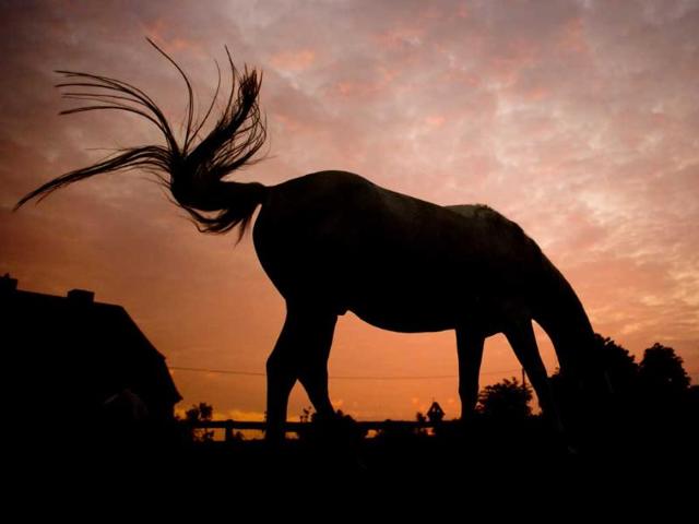 The silhouette of a grazing horse stands on a meadow against the sky during sunrise near Sehnde, northern Germany. (AP Photo)
