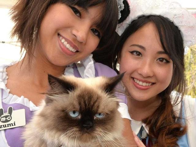 Izumi and Hiro from the cat cafe pose with what could easily be grumpy cat's first cousin. Izumi and Hiro from the cat cafe pose with what could easily be grumpy cat's first cousin.