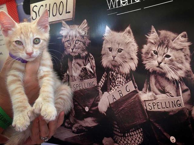 Applejack the kitten waits for adoption Applejack the kitten waits for adoption