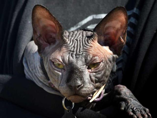 Omar a Canadian Sphinx cat is carried in its owners jacket. Omar a Canadian Sphinx cat is carried in its owners jacket.
