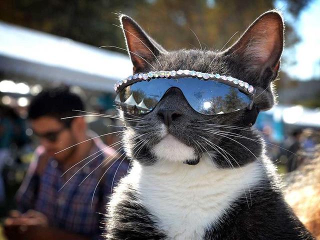 The sunglass cat during the Los Angeles Feline Film Festival at the Memorial Coliseum in Los Angeles. The annual event featuring celebrity cats and feline films raises money for local cat sanctuaries and rescue organizations. (All Photos: AFP) The sunglass cat during the Los Angeles Feline Film Festival at the Memorial Coliseum in Los Angeles. The annual event featuring celebrity cats and feline films raises money for local cat sanctuaries and rescue organizations. (All Photos: AFP)