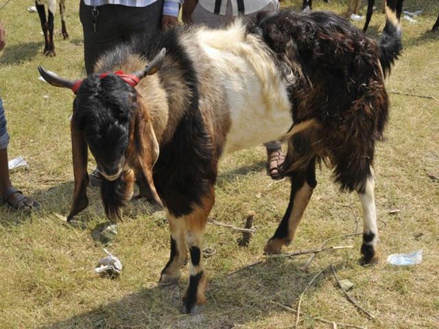 Jamnapaari-breed-male-goats-fetch-the-highest-prices-Praveen-Bajpai-HT-photo