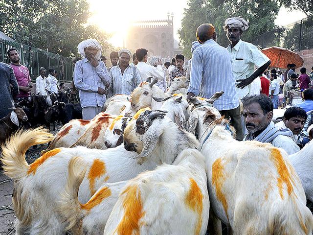 Livestock merchants from various parts of India display animals for sale for the upcoming Eid al-Adha at a market in old Delhi. (Subrata Biswas/HT Photo)