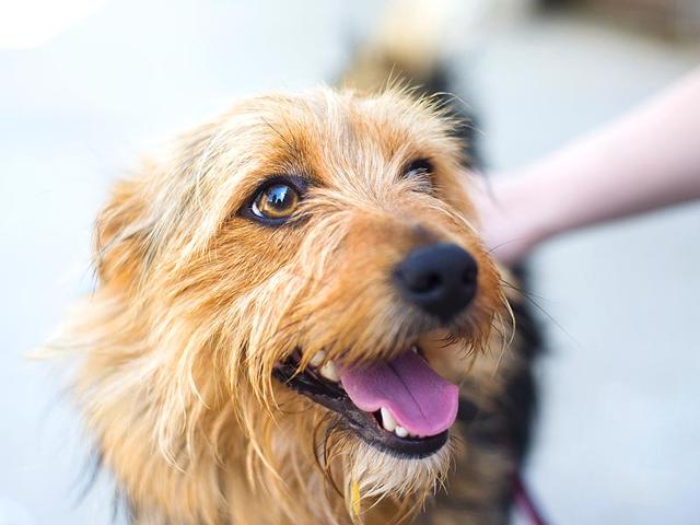 Diwali-can-play-havoc-to-your-pet-Photo-Shutterstock