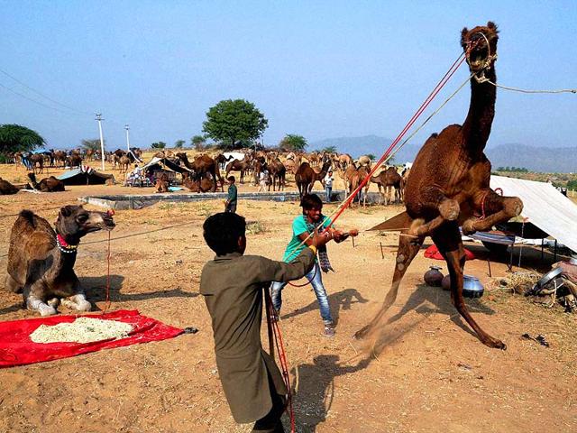 Boys trying to control to a camel as it goes berserk at the camel fair in Pushkar, Rajasthan on Monday. (PTI Photo)