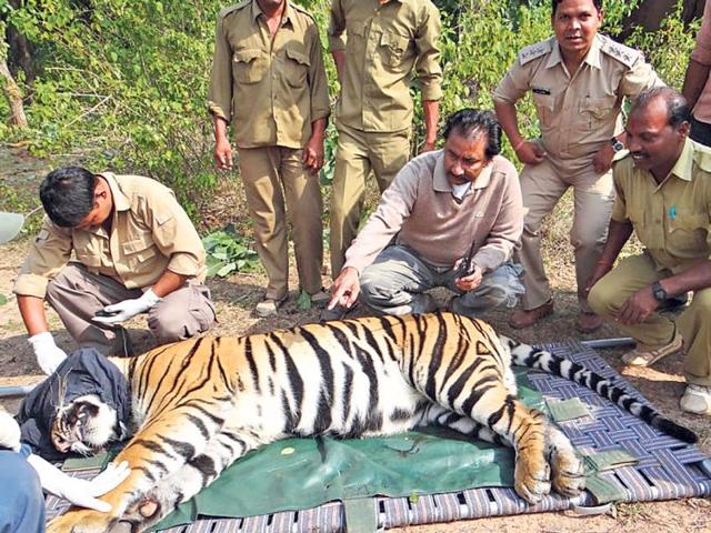 Two-tiger-cubs-involved-in-killing-four-people-in-the-past-seven-months-including-a-teacher-were-captured-near-Khitoli-range-of-Bandhavgarh-National-Park-on-Monday-HT-photo Two-tiger-cubs-involved-in-killing-four-people-in-the-past-seven-months-including-a-teacher-were-captured-near-Khitoli-range-of-Bandhavgarh-National-Park-on-Monday-HT-photo