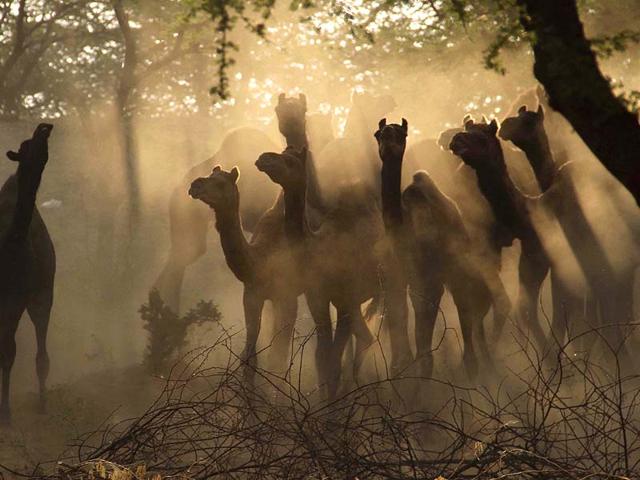 Camel herd pass a sunny stretch as camel buyers and sellers begin to arrive prior to the Pushkar fair, at Pushkar, Ajmer, Rajasthan. (Deepak Sharma/HT Photo)