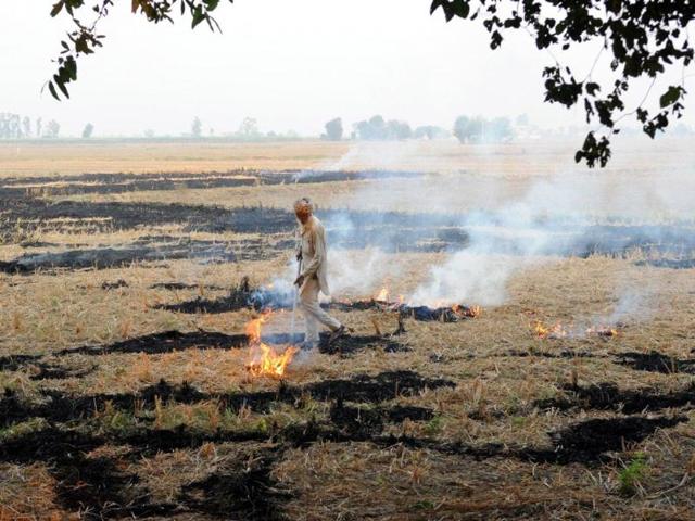 A-farmer-burning-paddy-stubble-at-Bakshiwal-village-on-Bhadson-road-on-Tuesday-Bharat-Bhushan-HT-Photo A-farmer-burning-paddy-stubble-at-Bakshiwal-village-on-Bhadson-road-on-Tuesday-Bharat-Bhushan-HT-Photo