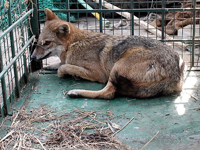 The-jackal-that-was-caught-in-a-trap-laid-down-at-Indore-airport-on-Sunday-Shankar-Mourya-HT-photo