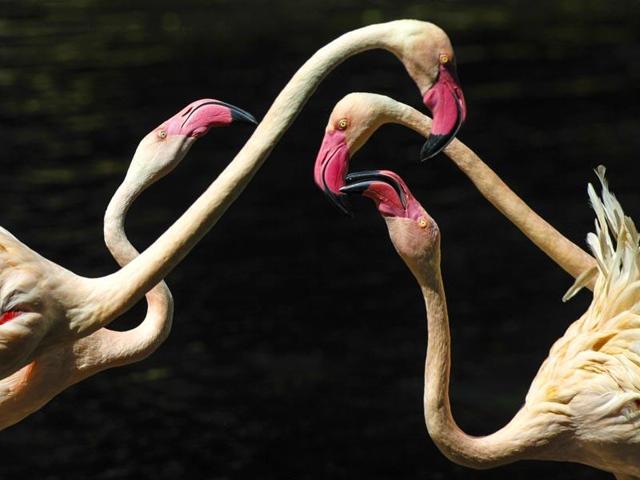 Flamingos are seen in a nature reserve park in Panyu district south of Guangzhou, Guangdong province. (Reuters Photo)