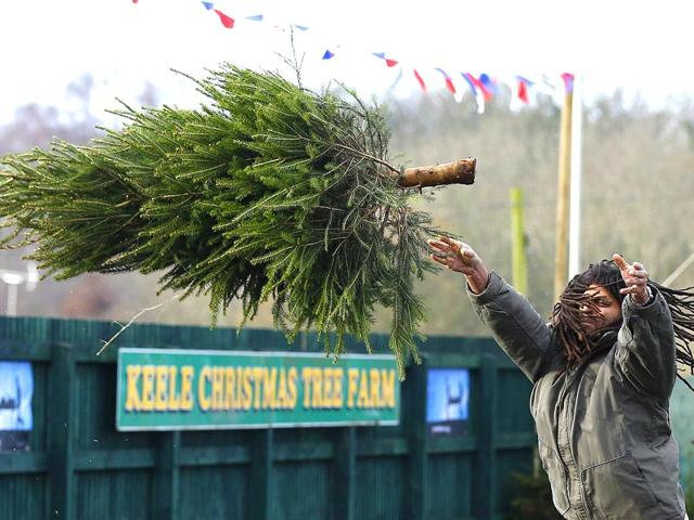 A competitor during the UK Christmas Tree Throwing Championships in Keele, central England.(Reuters Photo)