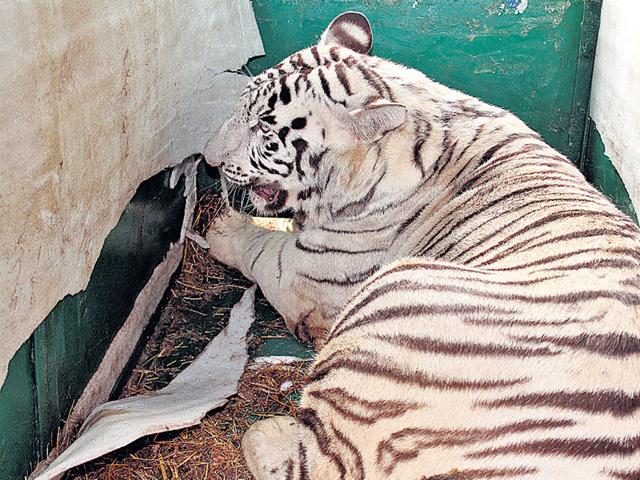 Two-year-old-white-tiger-Rajan-arrived-at-Indore-zoo-on-Sunday-Shankar-Mourya-HT-photo