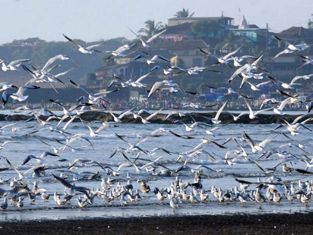 Seagulls are seen at Harane, a popular tourist spot near Dapoli in Raigad district, Maharashtra. (HT photo)