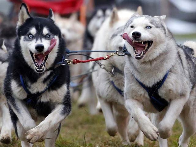 A musher races with his dogs during the sled dog European Championship in Venek. (Reuters)