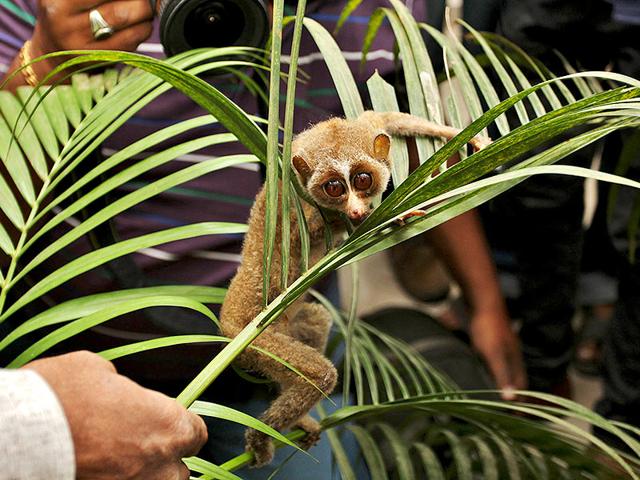 lorises