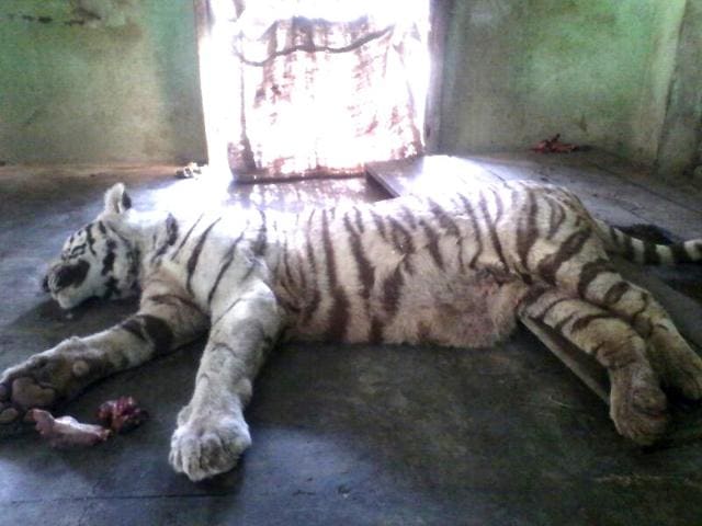 A-white-tiger-died-at-an-Indore-zoo-Saturday-after-being-bitten-by-a-snake-HT-photo