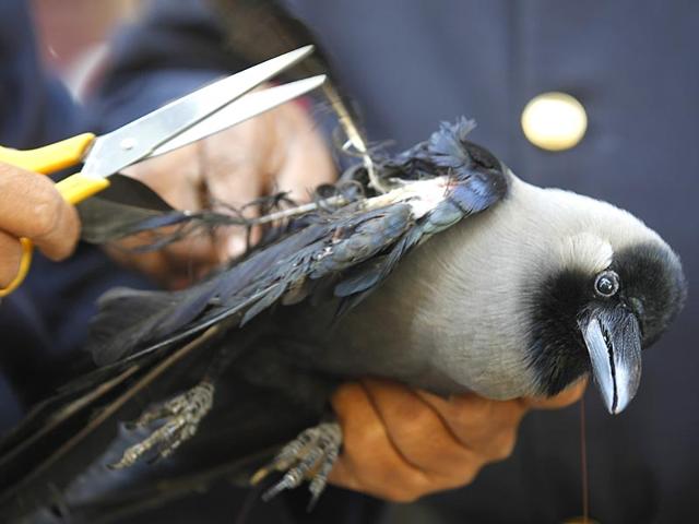 Firemen rescued a crow, which was got entangled in a kite string, in Mumbai. (Vijayanand Gupta/HT photo)