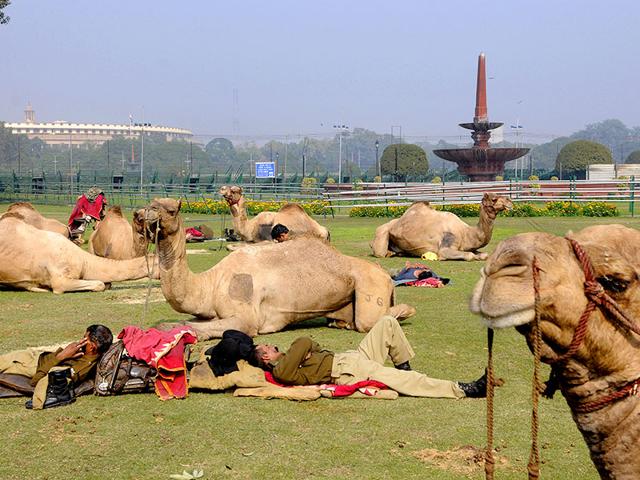 Camels rest during Republic Day rehearsals at Raisina Hills, New Delhi. (Sushil Kumar/HT Photo)