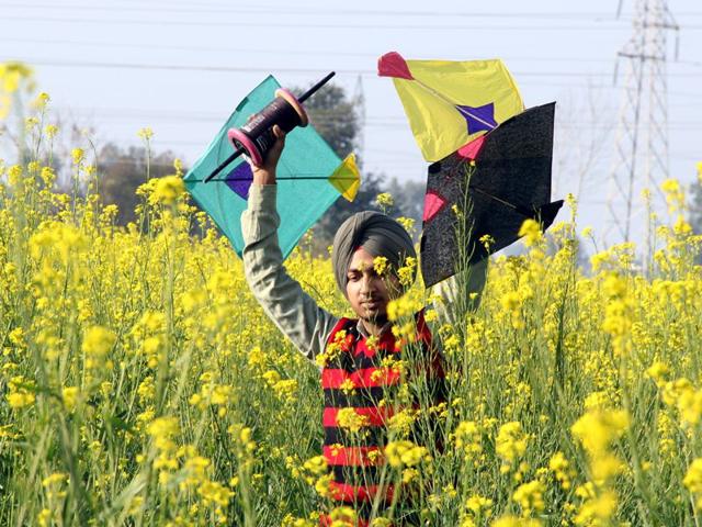 A boy crossing mustard fields at Bathinda on Monday. Sanjeev Kumar/HT