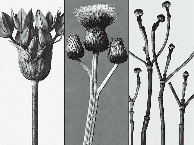 Clockwise-from-left-Plate-94-Plate-100-and-Plate-18-from-Urformen-der-Kunst-Art-Forms-in-Nature
