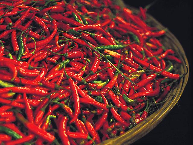 BEST INDIAN FRESH RED CHILLI SUPPLIERS IN INDIA