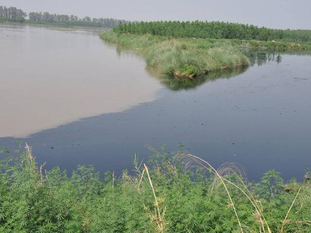 The-confluence-of-a-Sutlej-blackened-by-pollution-with-a-relatively-clean-Beas-at-Harike-HT-photos The-confluence-of-a-Sutlej-blackened-by-pollution-with-a-relatively-clean-Beas-at-Harike-HT-photos